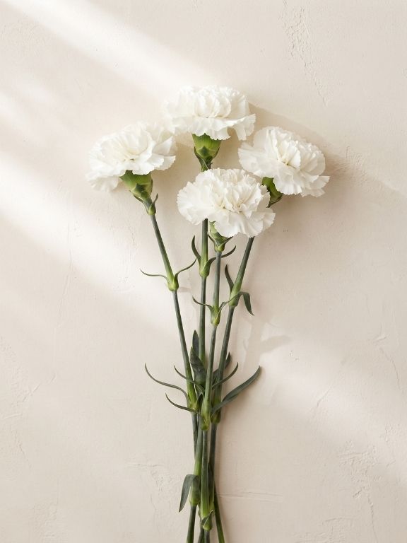 RANDAL WHITE CARNATIONS